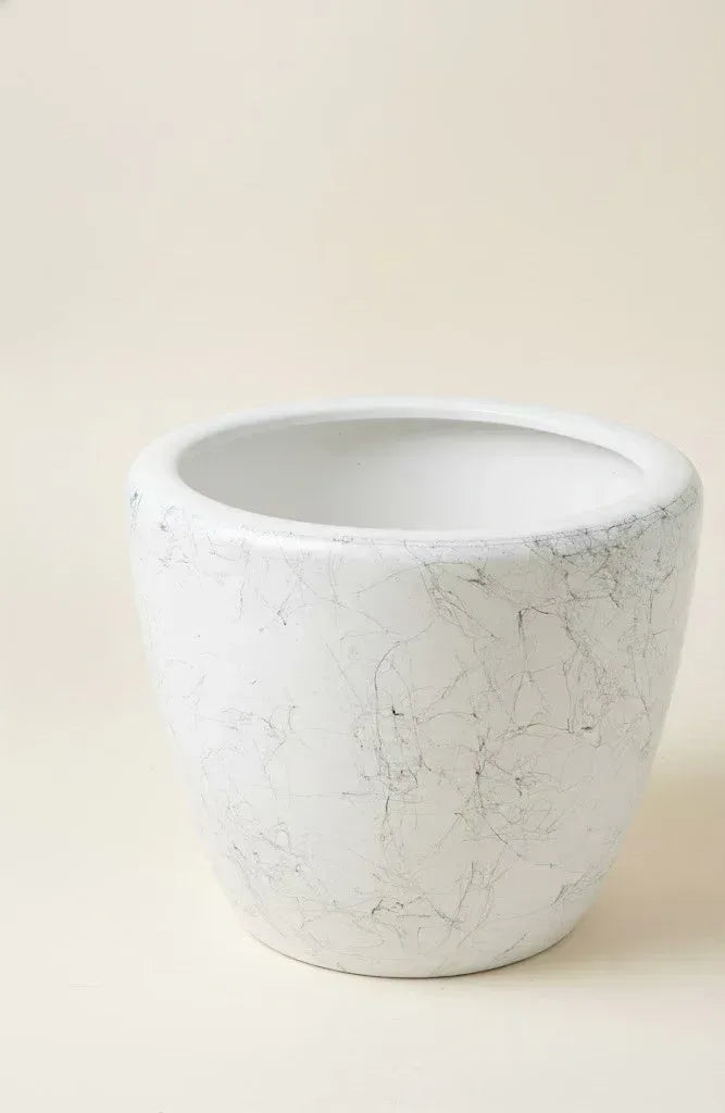 Areca Palm Tree + Marble Veil Ceramic Planter Combo