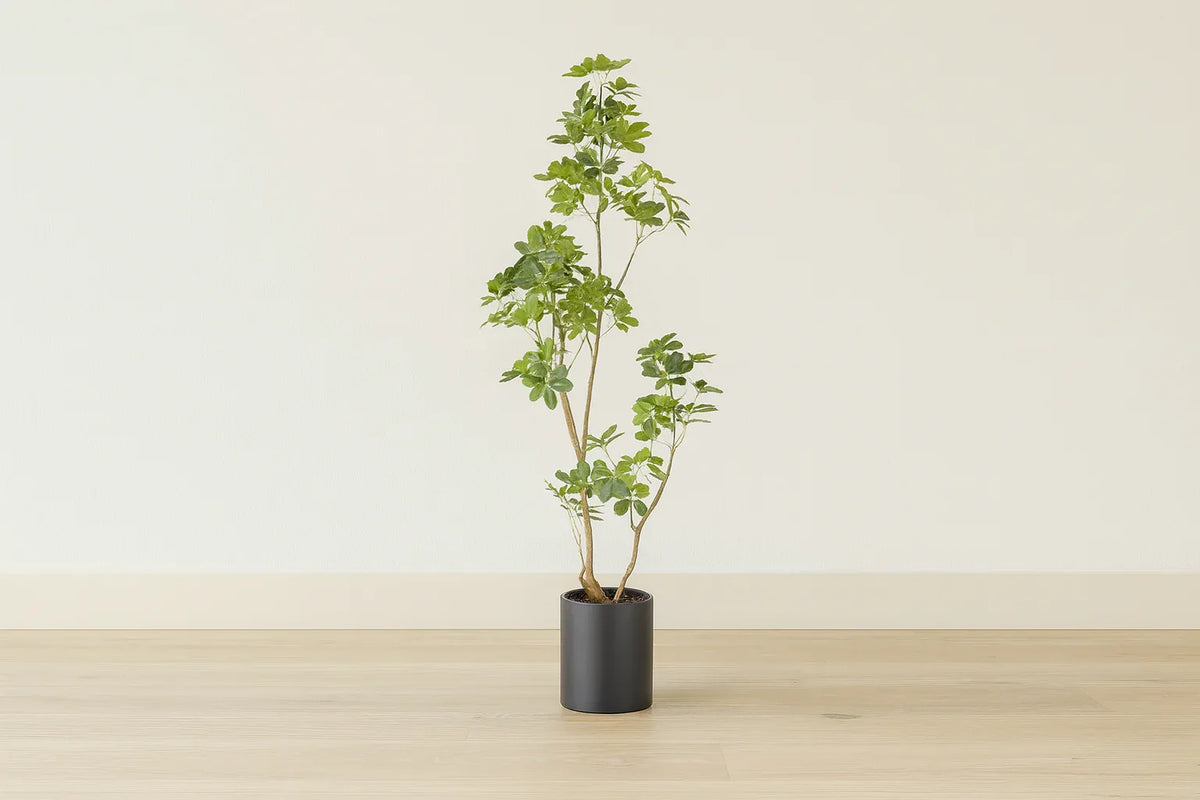 Potted plant on a wooden floor with a plain white wall background