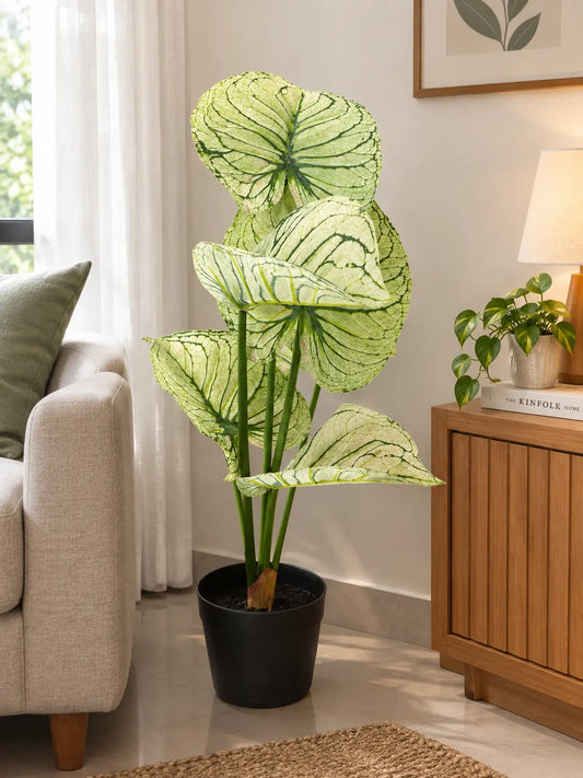 Variegated Caladium Indoor Plant