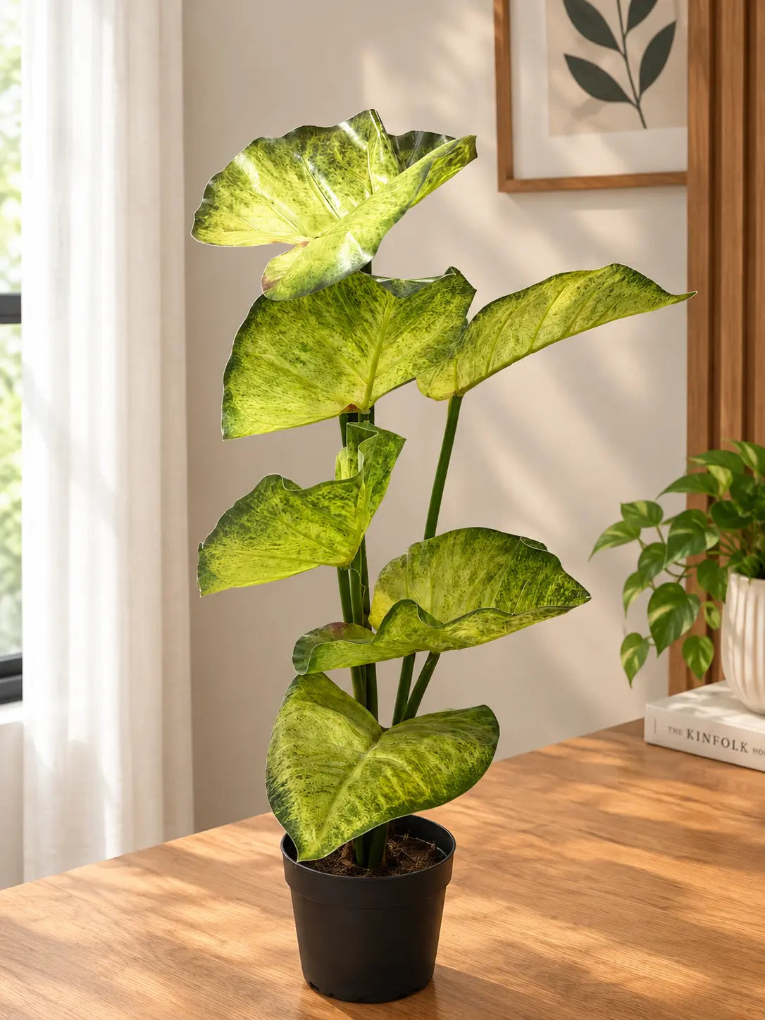 Variegated Caladium Indoor Plant