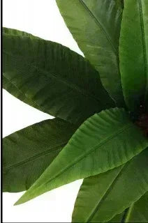 Close-up of green leaves on a white background