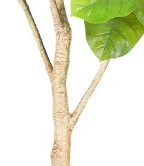 Artificial Ficus Umbellata with supporting pot 240cm GTK