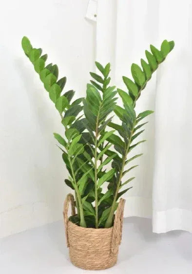 ZZ Plant + White Dotted Pot Combo