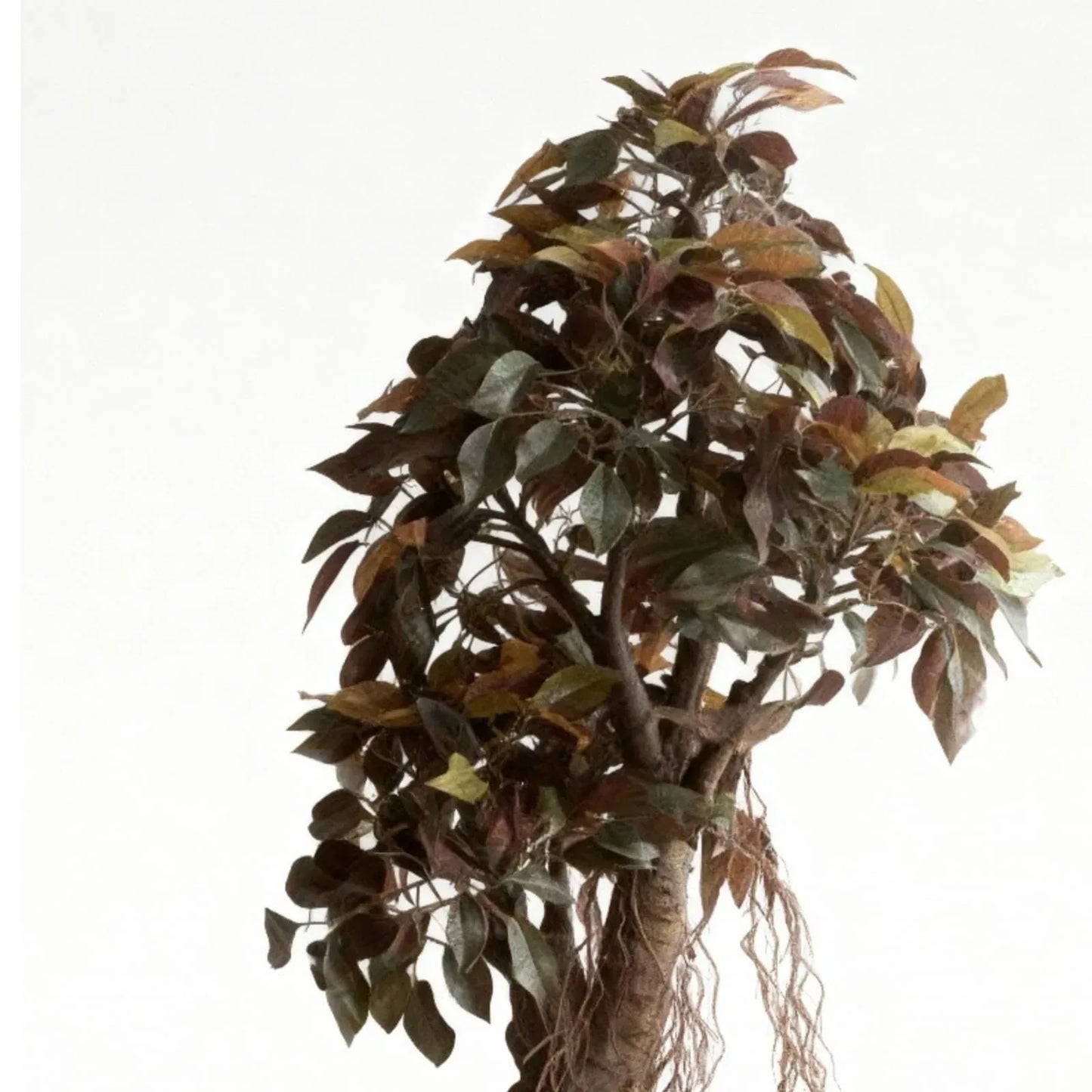 Artificial Capensia Ficus Plant With Ceramic Pot 62cm