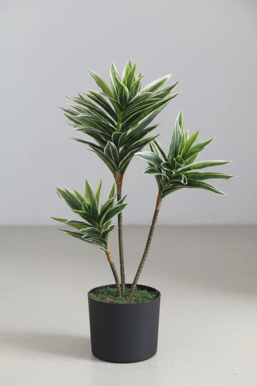 Artificial Song of India Plant (white) Without Pot 70cm – GREENTEK ONLINE