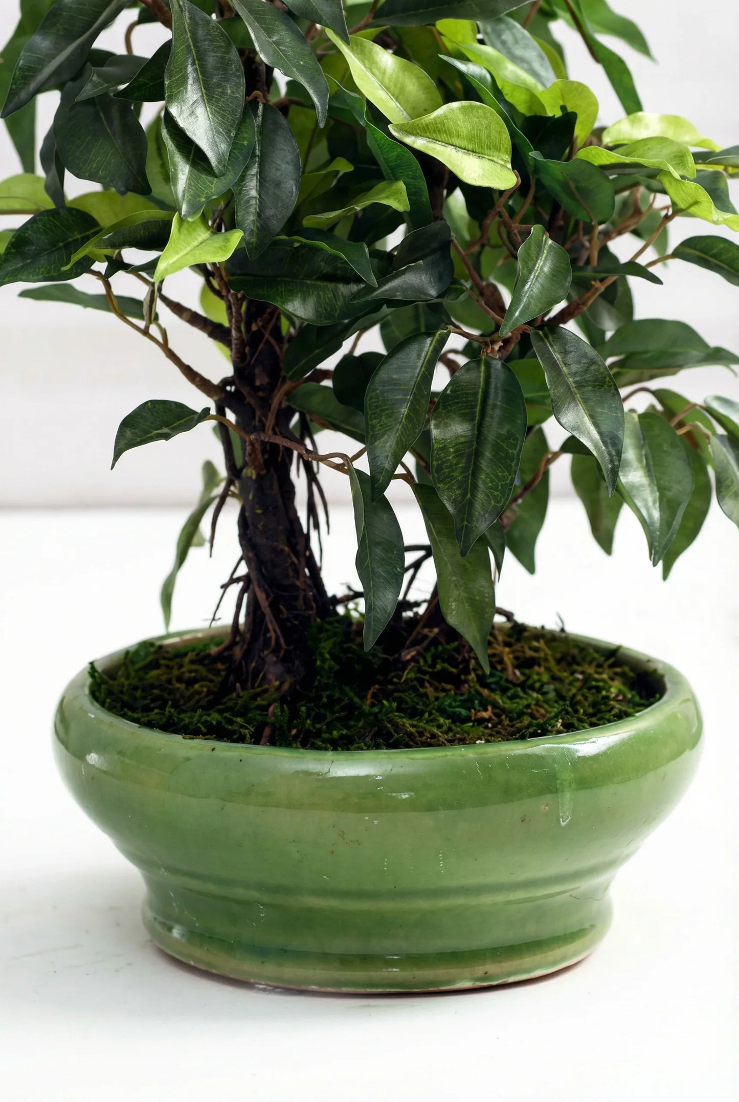 Artificial Ficus Green Plant With Ceramic Pot 29cm