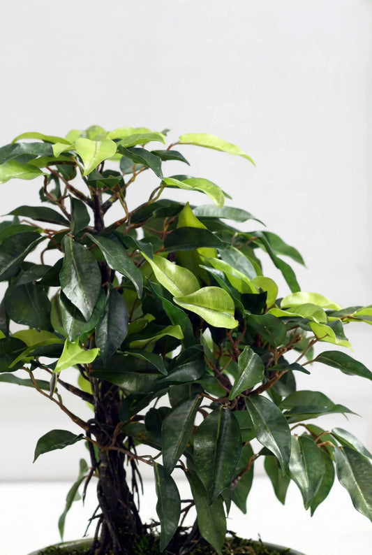 Artificial Ficus Green Plant With Ceramic Pot 29cm