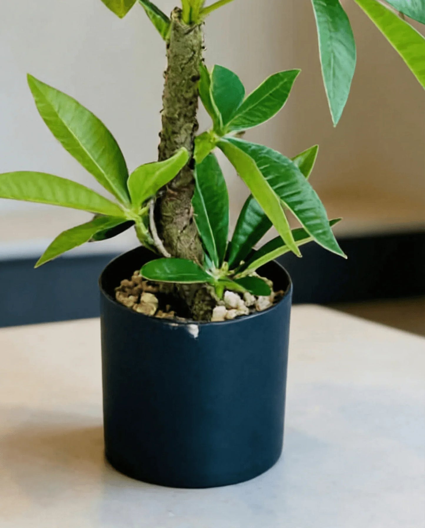 Artificial Tropical Green Desk Plant in Black Pot 35cm