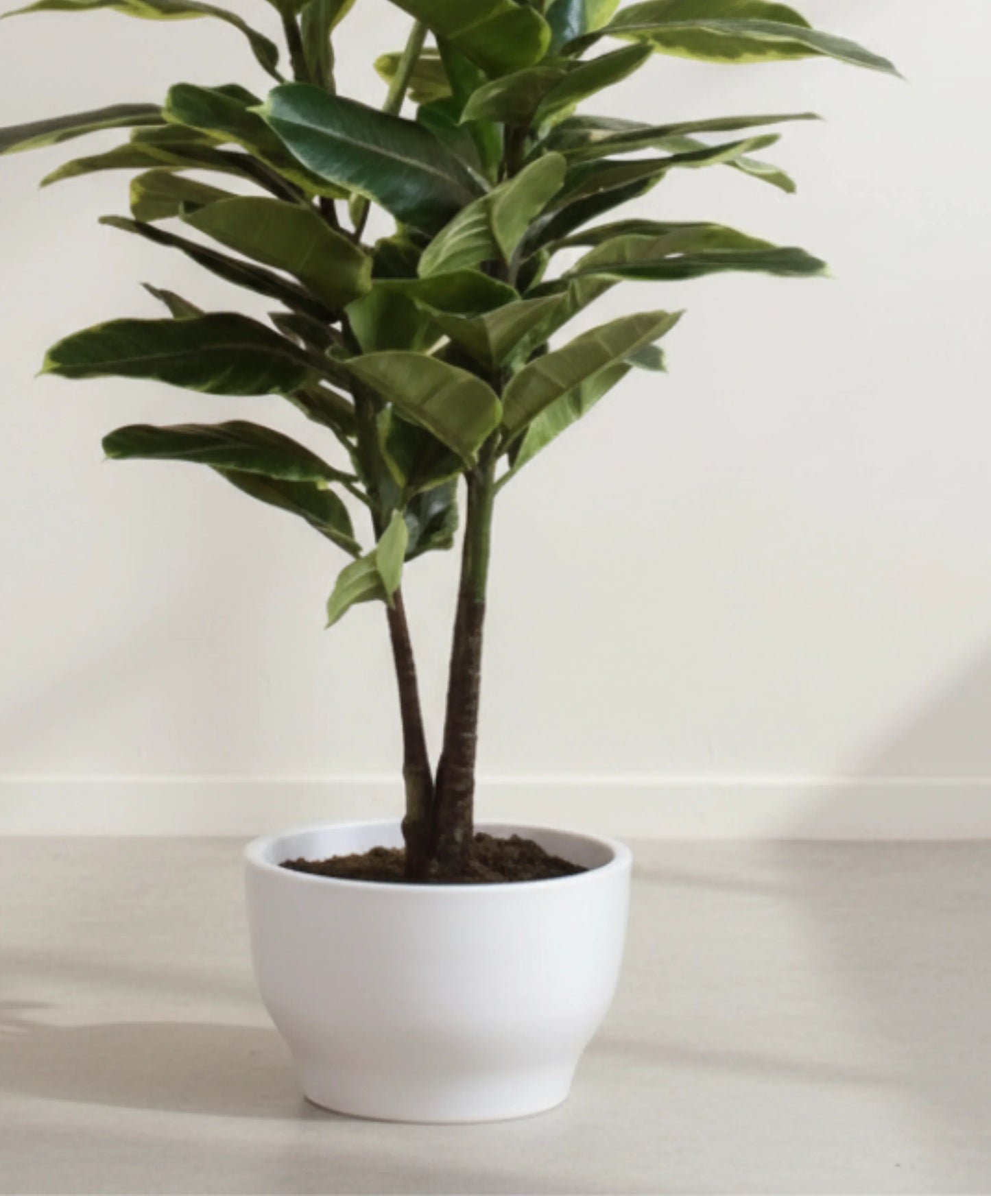 Artificial Rubber Plant Without Pot 120cm