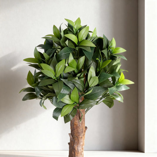 Bay Leaf Topiary : 120cm Without Pot