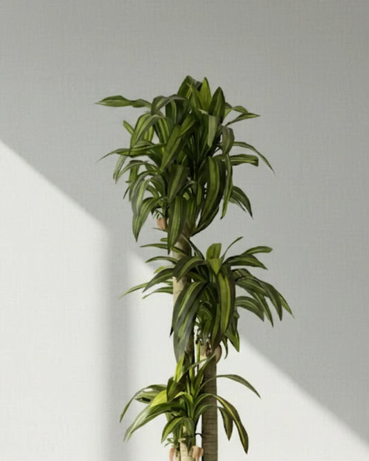 Artificial Cordyline Green Plant With Pot 176cm