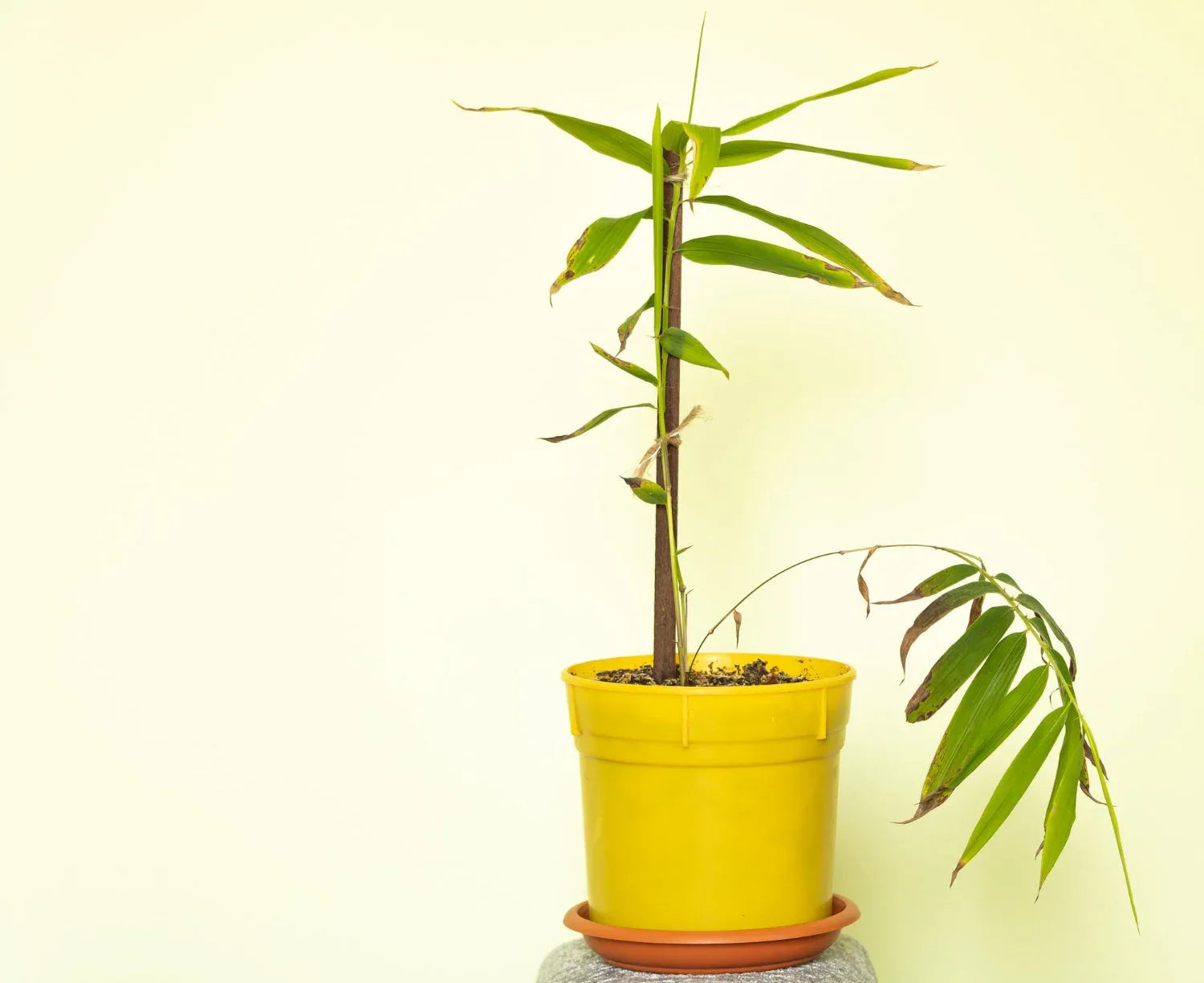 Artificial Small Bamboo Plants