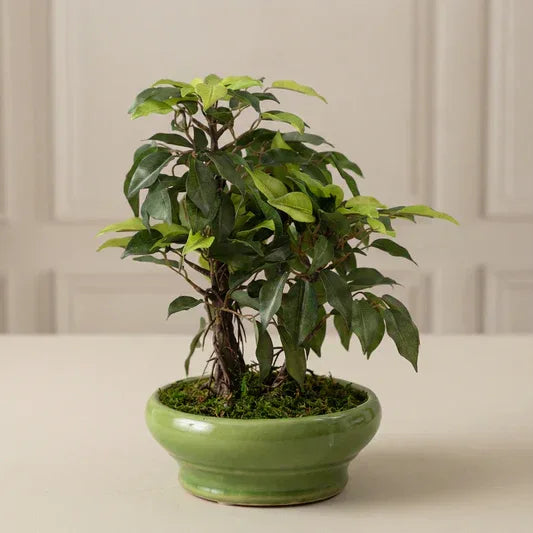 Artificial Bonsai Plants