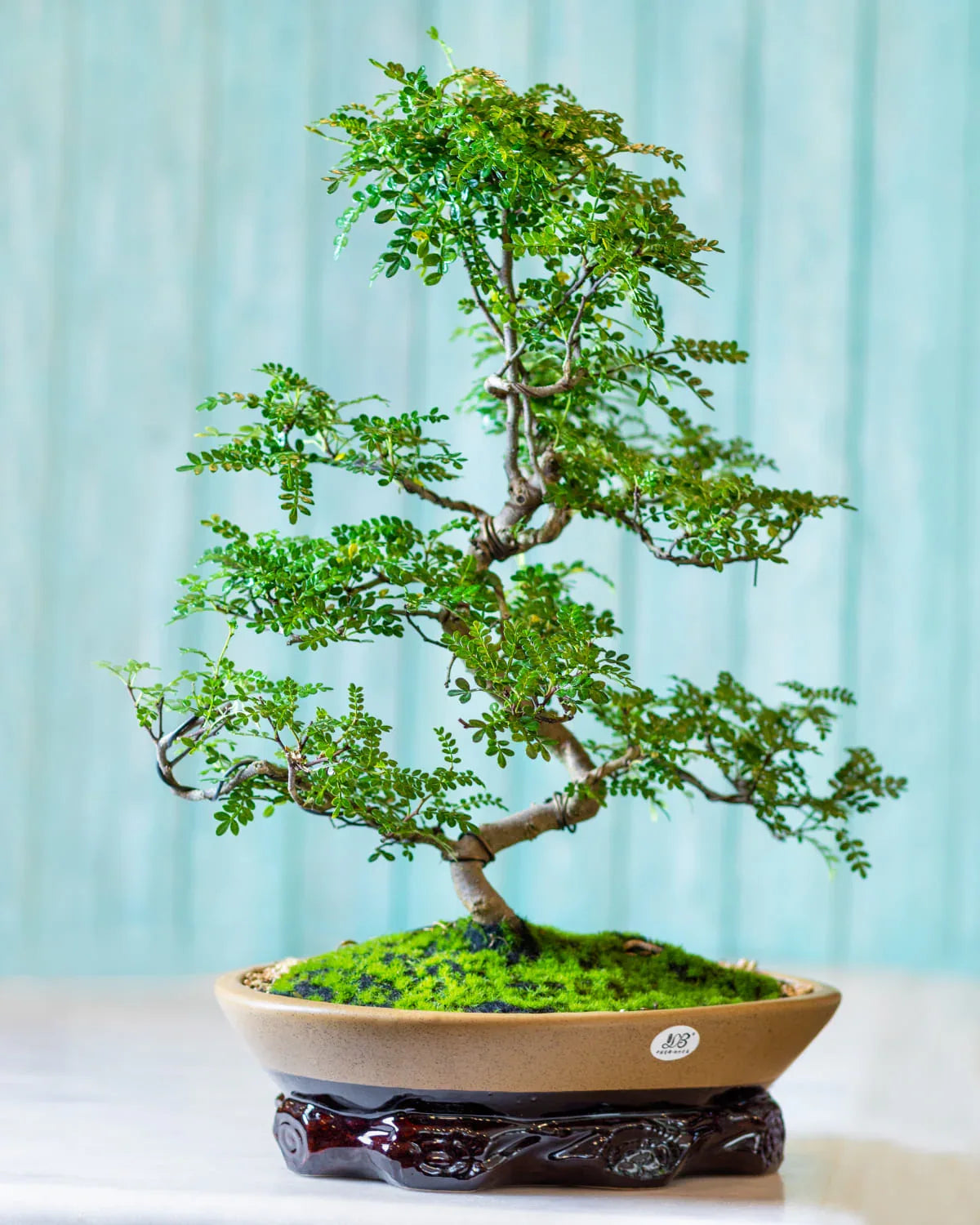 Artificial Medium Bonsai Plants