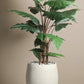 Artificial  Alocasia Plant With Fibre Reinforced Plastic Pot  198 cm