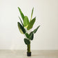 Tropical Calathea Floor Plant + White Haven Ceramic Planter Combo