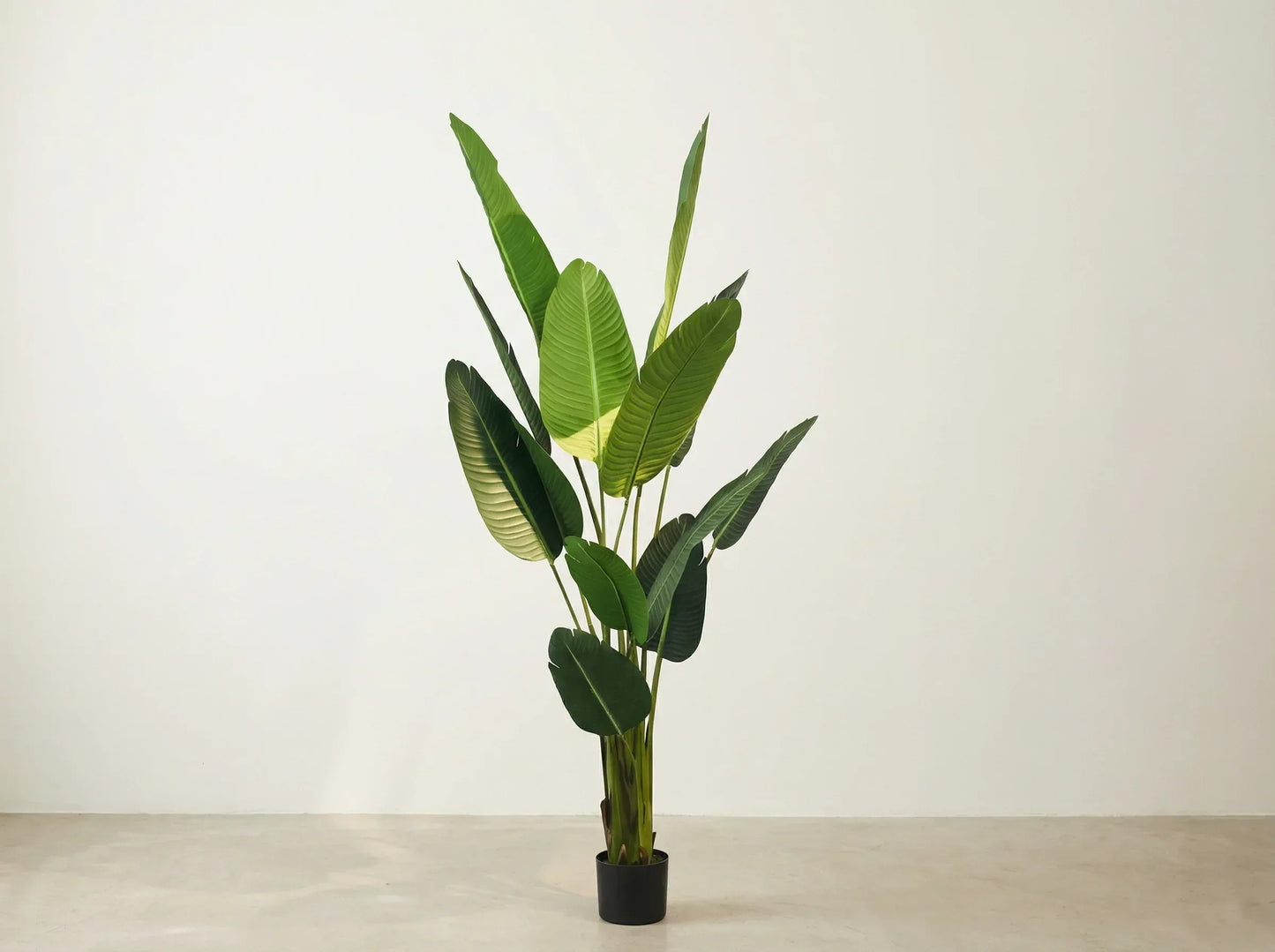 Tropical Calathea Floor Plant + White Haven Ceramic Planter Combo