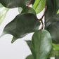 Artificial Ficus Plant With  Fibre Reinforced Plastic Pot 190cm