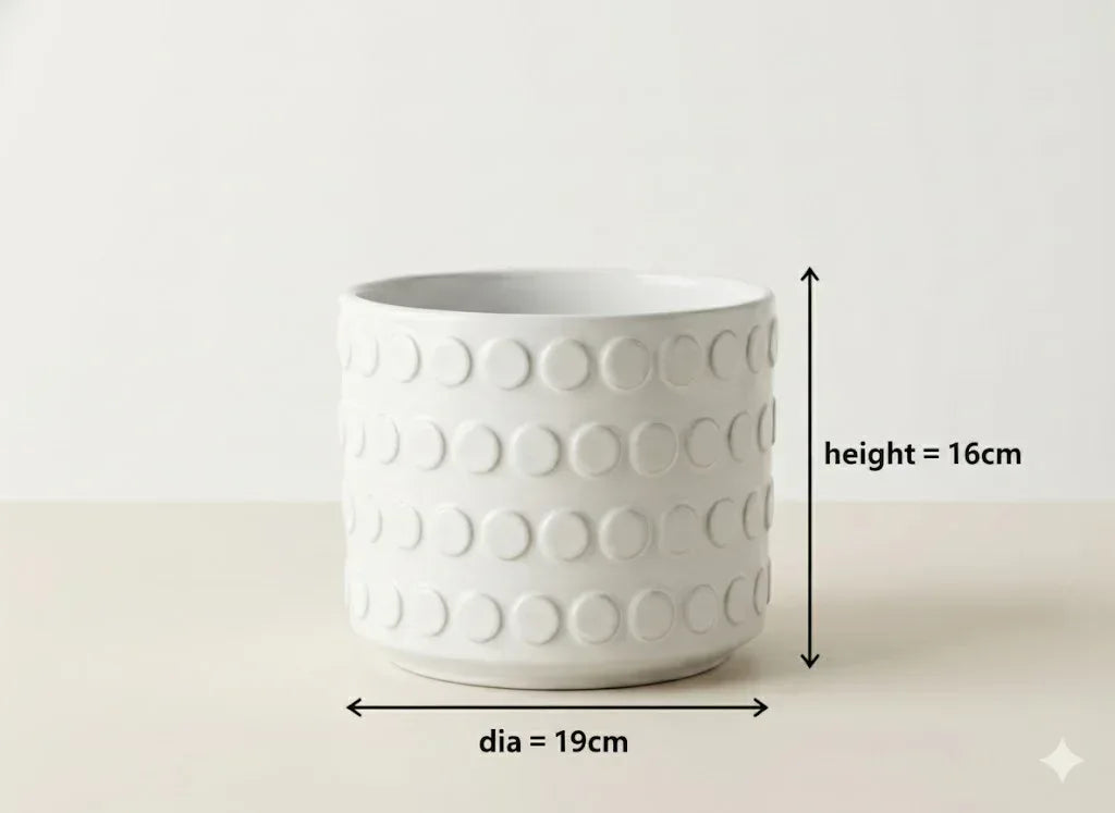 ZZ Plant + White Dotted Pot Combo