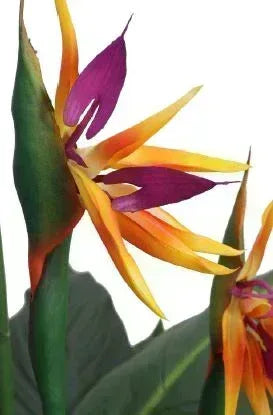 Artificial Bird Of Paradise  Plant with Fibre Reinforced Plastic  Pot  180