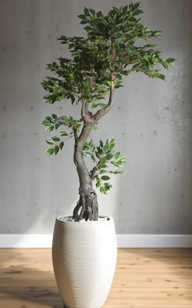Artificial Ficus Plant With  Fibre Reinforced Plastic Pot 190cm
