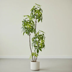Artificial Pachira Aquatica Money Tree 180cm GTK