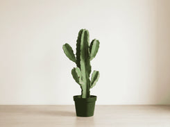 Cactus Euphorbia Cowboy 50cm GTK