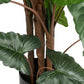 Artificial  Alocasia Plant With Fibre Reinforced Plastic Pot  198 cm