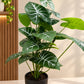 Alocasia Polly indoor plant with green leaves and distinctive white veins in a black pot