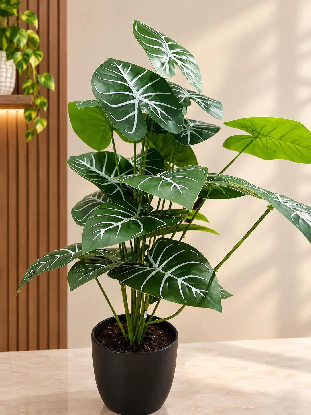 Alocasia Polly indoor plant with green leaves and distinctive white veins in a black pot