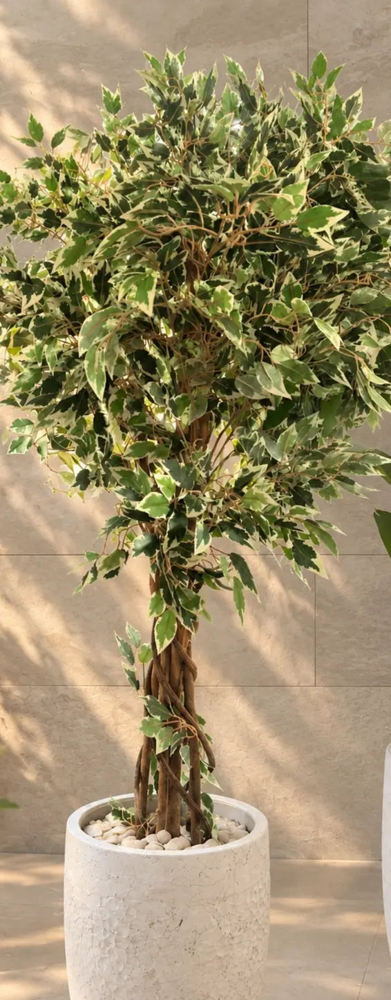 Artificial Variegated Green Tree in White Decorative Planter