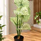 Variegated Caladium Indoor Plant