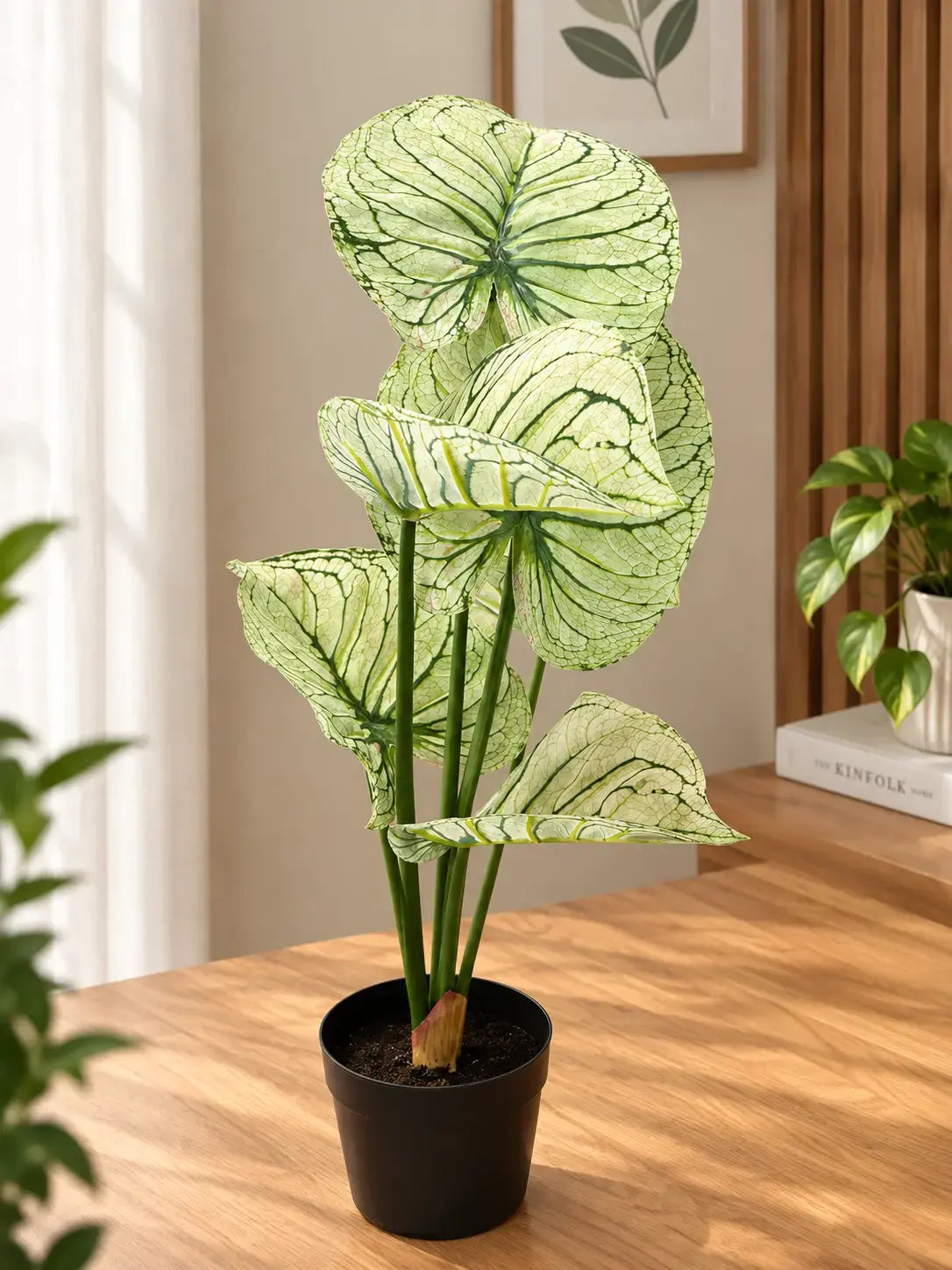 Variegated Caladium Indoor Plant