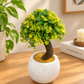 Artificial Green Ball Topiary Plant in White Pot