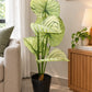 Variegated Caladium Indoor Plant