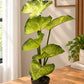 Variegated Caladium Indoor Plant