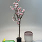 Elegant Magnolia & Blush Ridge Ceramic Planter Combo