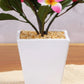 Artificial Frangipani Plant With Pot 26cm