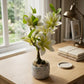 Artificial Magnolia Bonsai Tree in Grey Pot | Lifelike Desk Plant