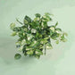 Green artificial plant on a light green background