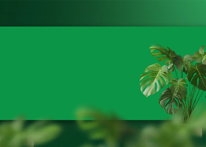 Green plant on a green background