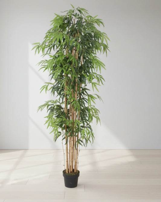 Potted plant with green leaves and brown stems on a light gray background