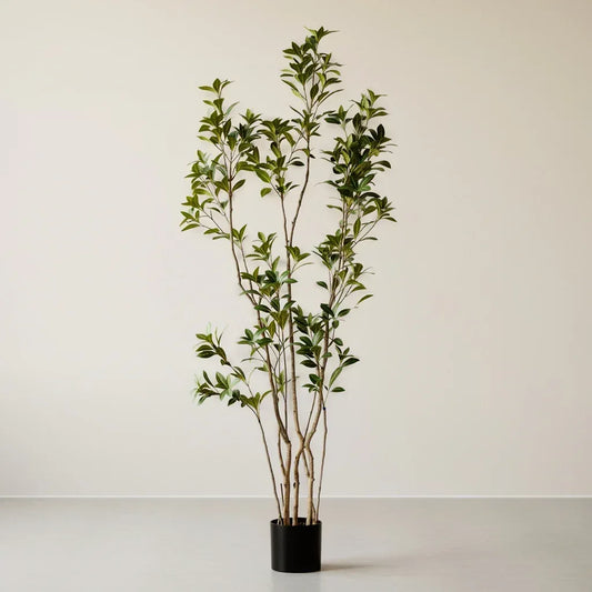 Potted plant with green leaves on a plain background