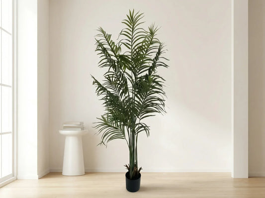 Potted plant in a room with a white wall and wooden floor