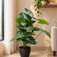 Alocasia Polly plant with green and white veined leaves in a black pot indoors