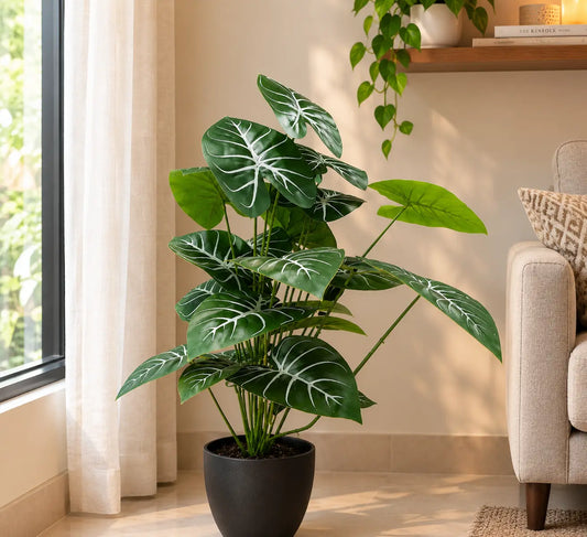 Alocasia Polly plant with green and white veined leaves in a black pot indoors