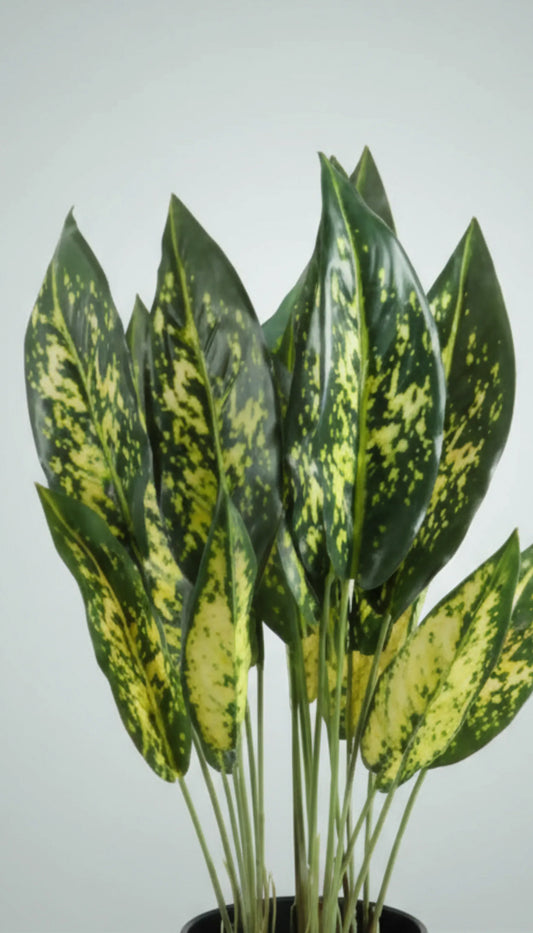 Potted plant with green and yellow leaves on a plain background