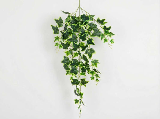 Artificial hanging ivy plant on a white background