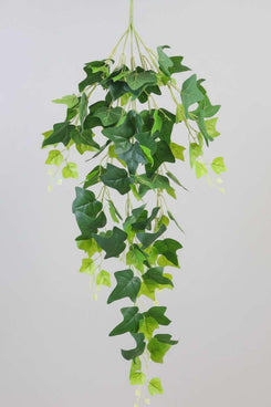 Hanging green leafy plant against a plain background