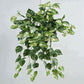 Hanging green plant with variegated leaves on a plain background